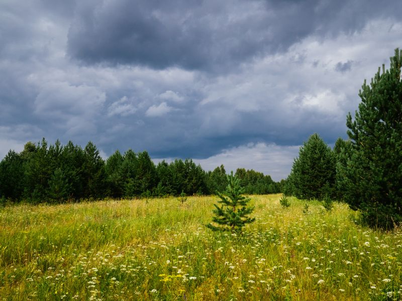 Easement Land Clearing in Cumming, GA